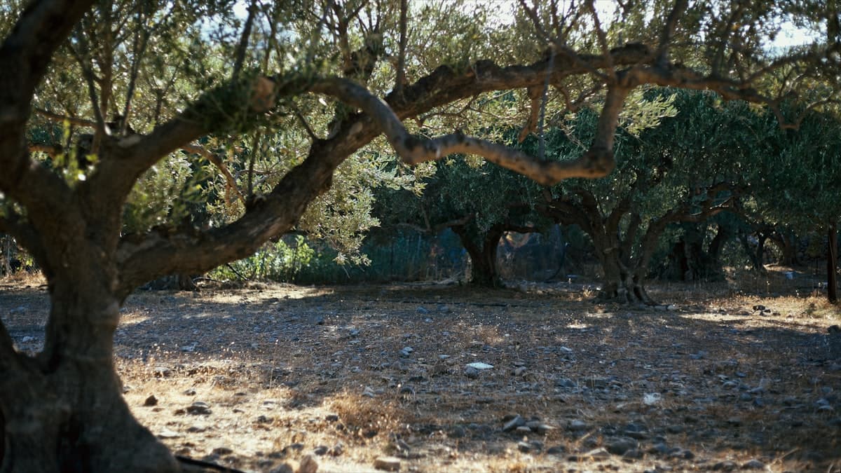 Hand-Picked, Raked, or Shaken: How the Harvest Method Shapes Your Olive Oil