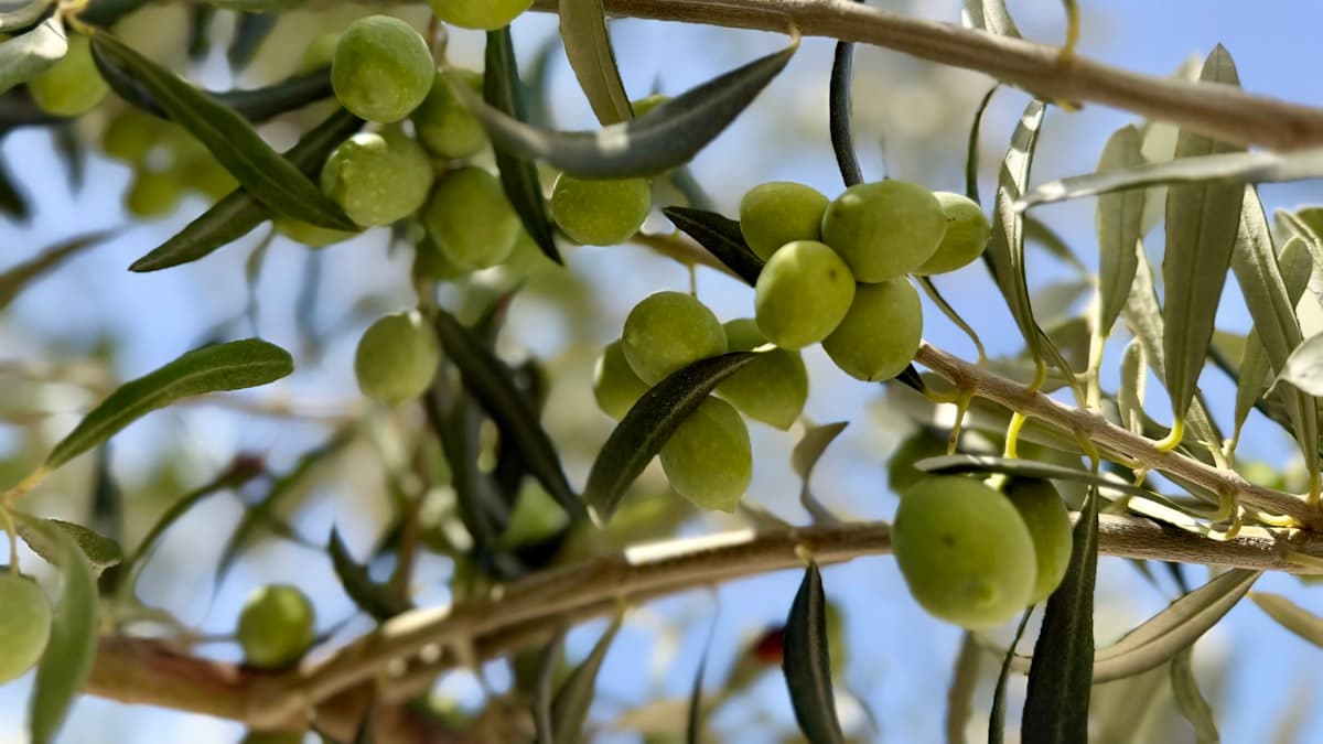 Fruity, Grassy, Nutty, Spicy: A Practical Guide to the EVOO Aroma Wheel