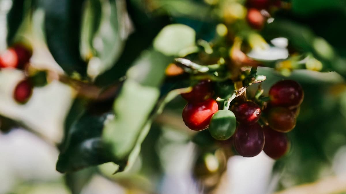 올리브오일 커피, 유행인가 정착인가 — EVOO 음료 트렌드 점검