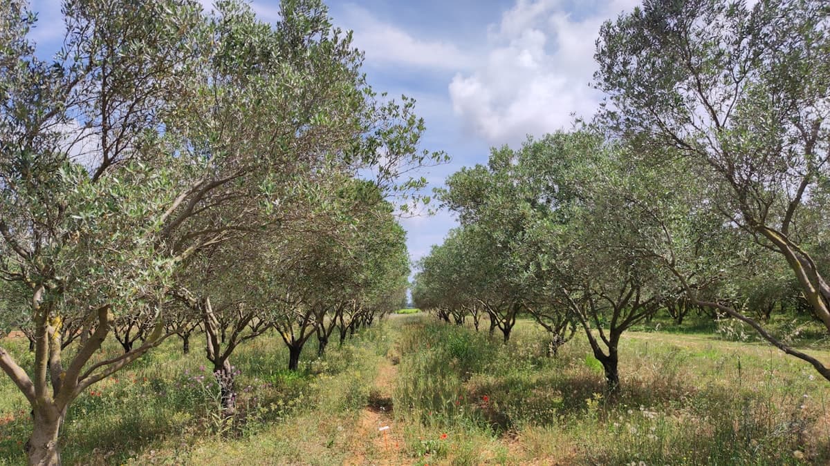 Four Numbers on Every Olive Oil Label — and the Timeline They Hide