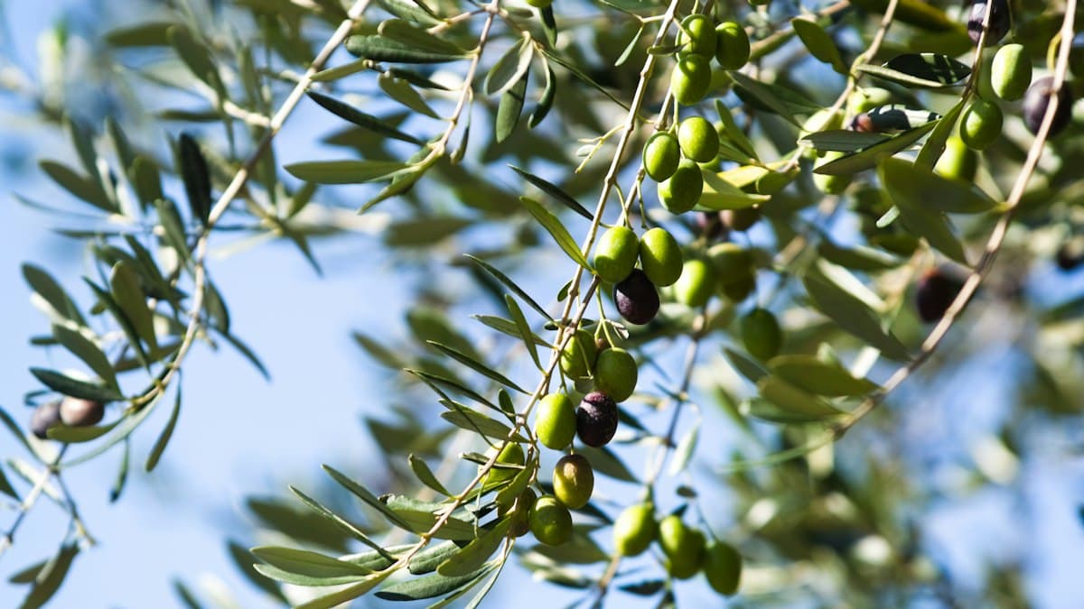 Beyond BMI: Dietary Fat Quality, Olive Oil, and Metabolic Health Research