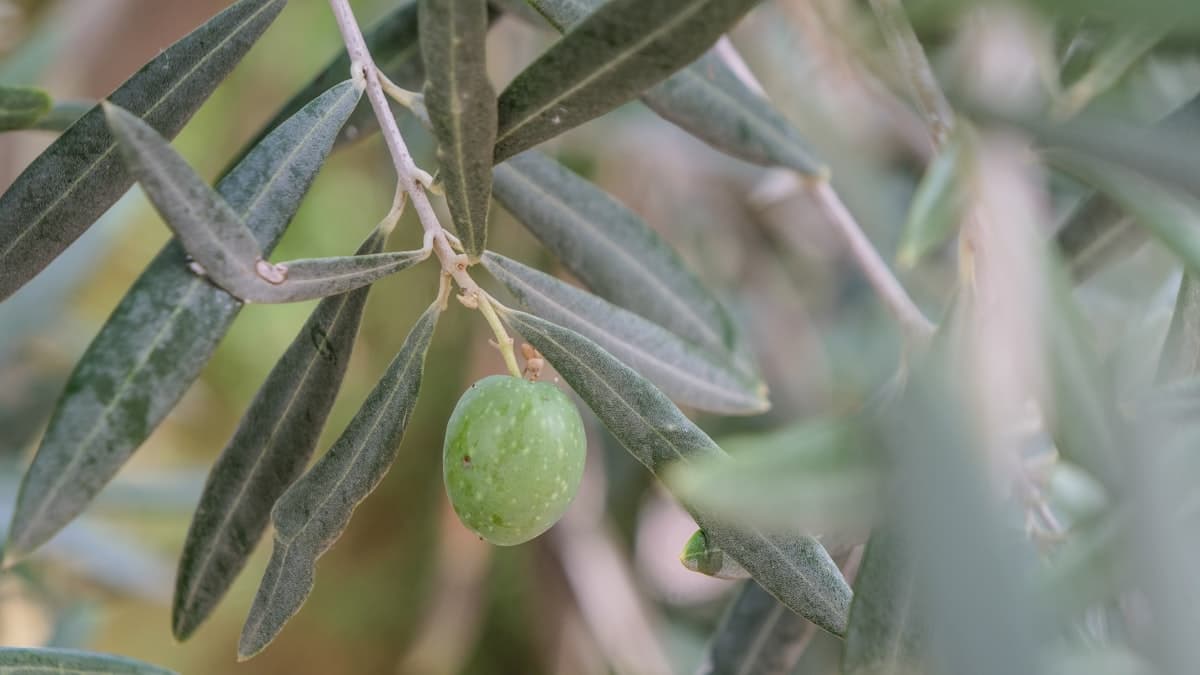 Olive Oil During Pregnancy: Mediterranean Diet Research and a Practical Intake Guide