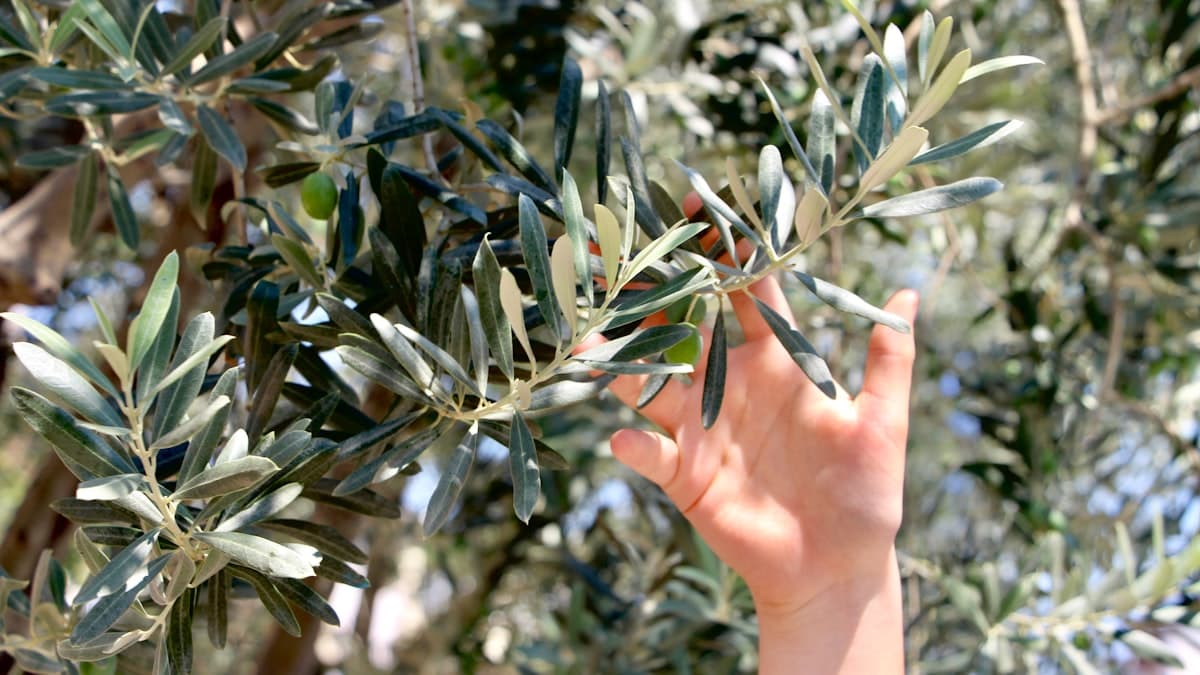 Six Reasons a Bottle of Great EVOO Costs What It Does