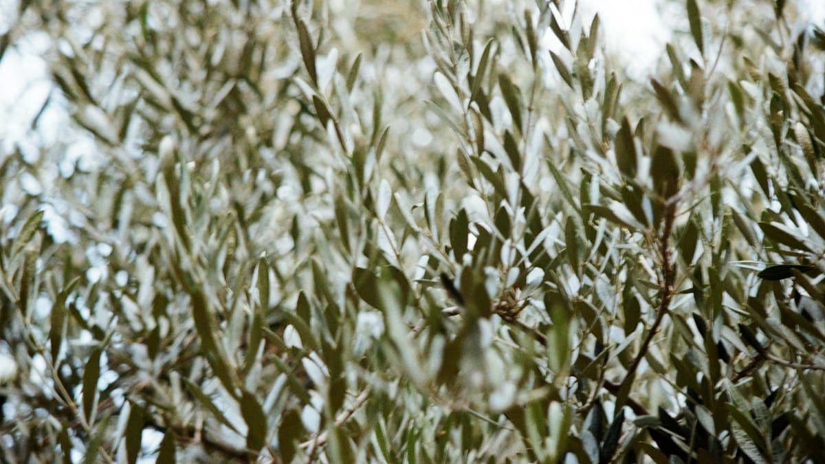 Heat, Smoke, and Polar Compounds: The Chemistry of Cooking with Olive Oil