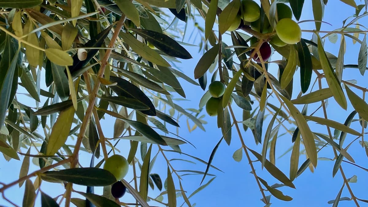 When the Smoke Rises: What Actually Happens When You Overheat Olive Oil