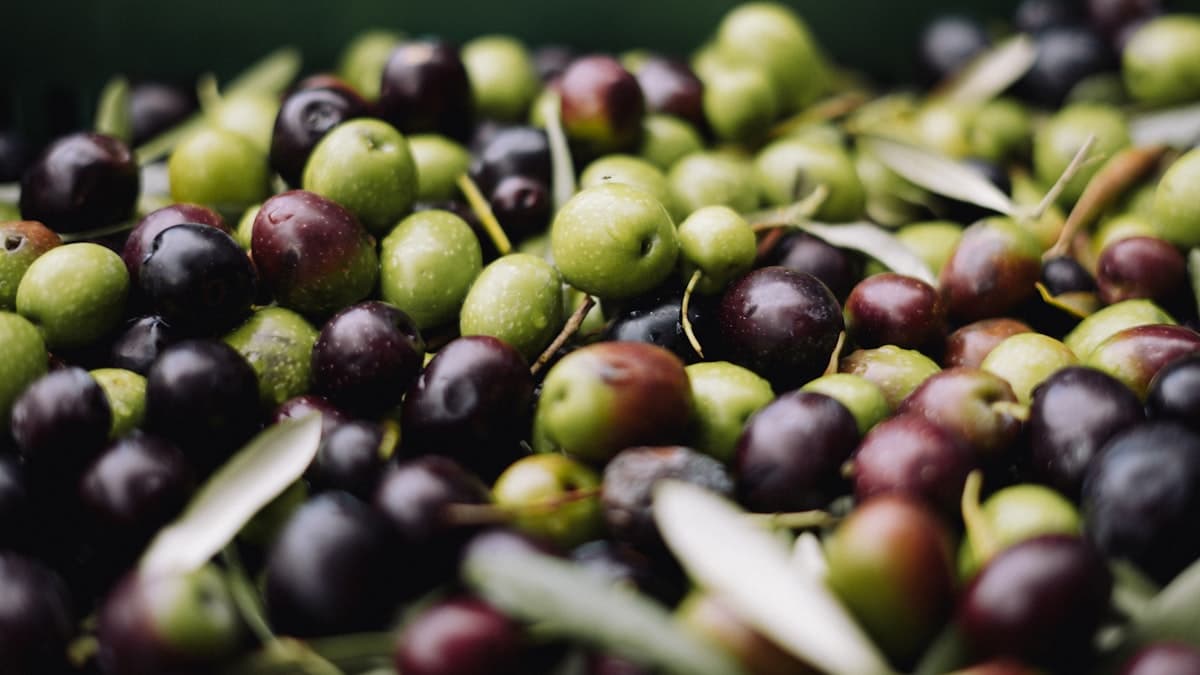 The EVOO Tasting Glossary: Every IOC Positive and Negative Attribute Explained