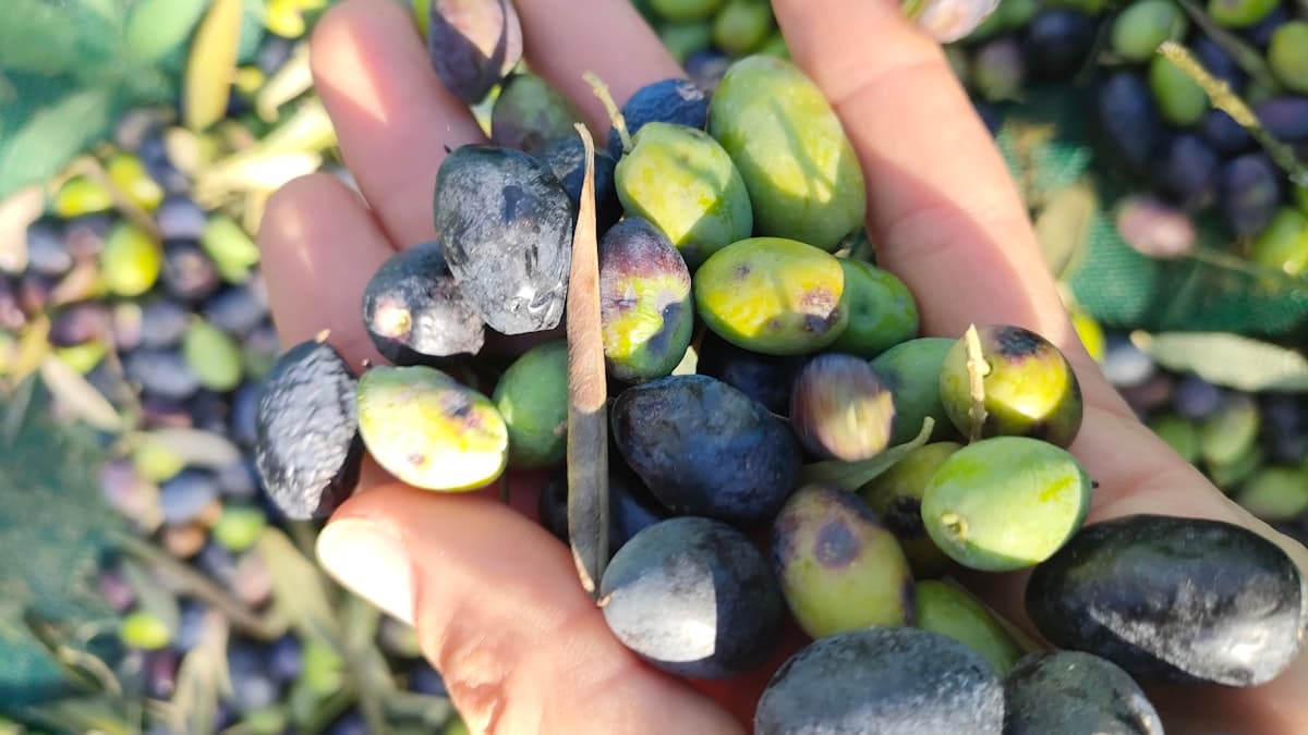 가을 식탁의 EVOO, 뿌리채소와 버섯·견과·박과를 어떻게 받쳐줄까