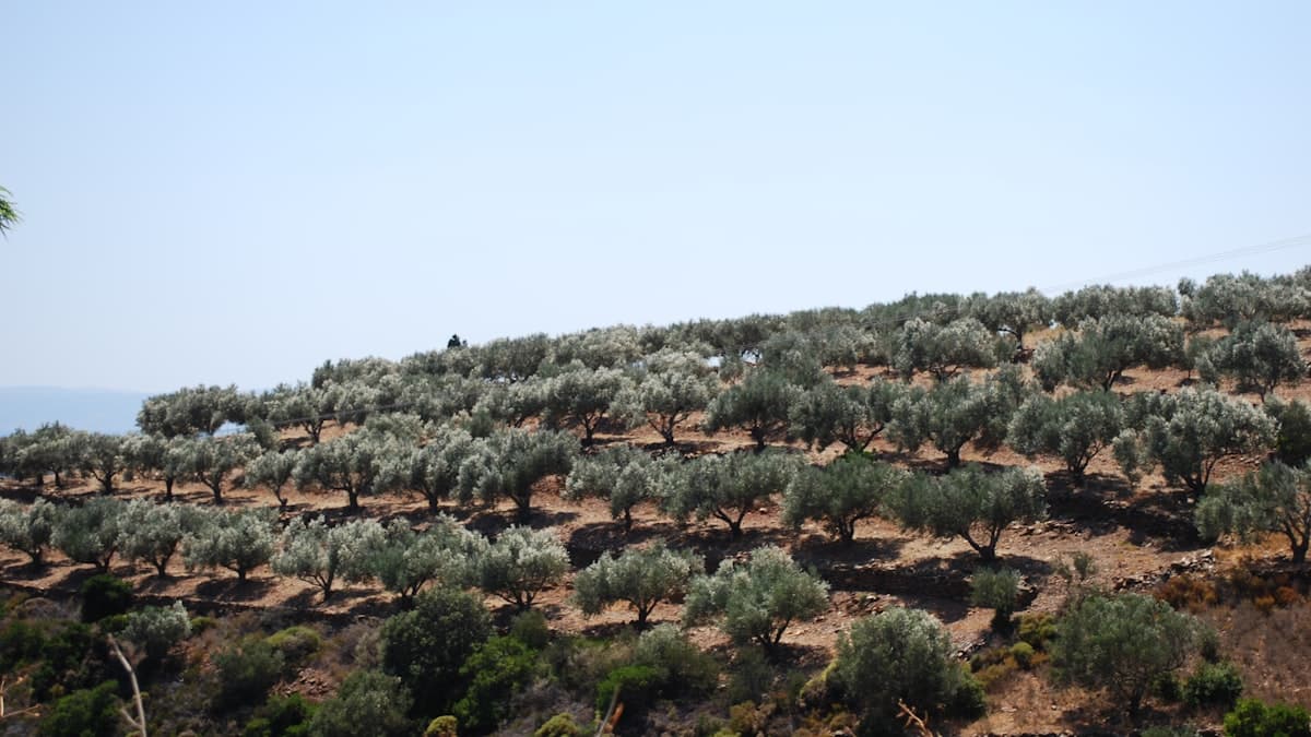 EVOO·발사믹·향미 소금, 식탁의 한 끗을 만드는 페어링