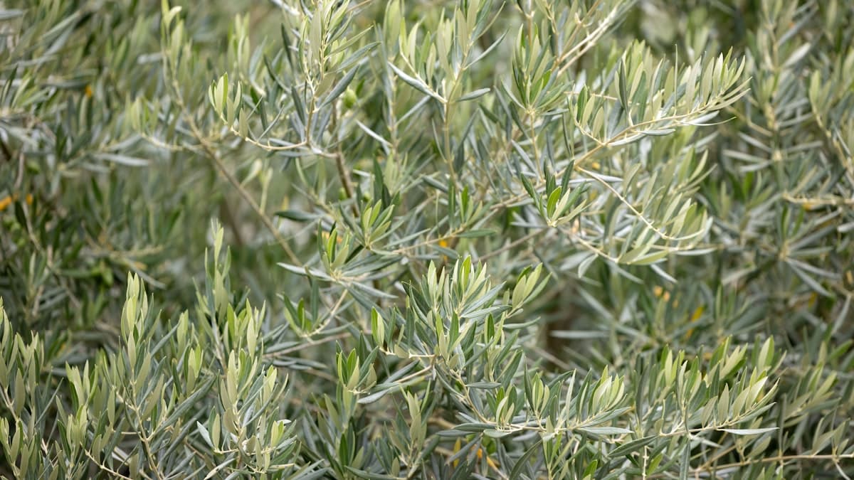 호주 머레이강의 단일 농장 그룹, Cobram Estate의 올리브오일 이야기