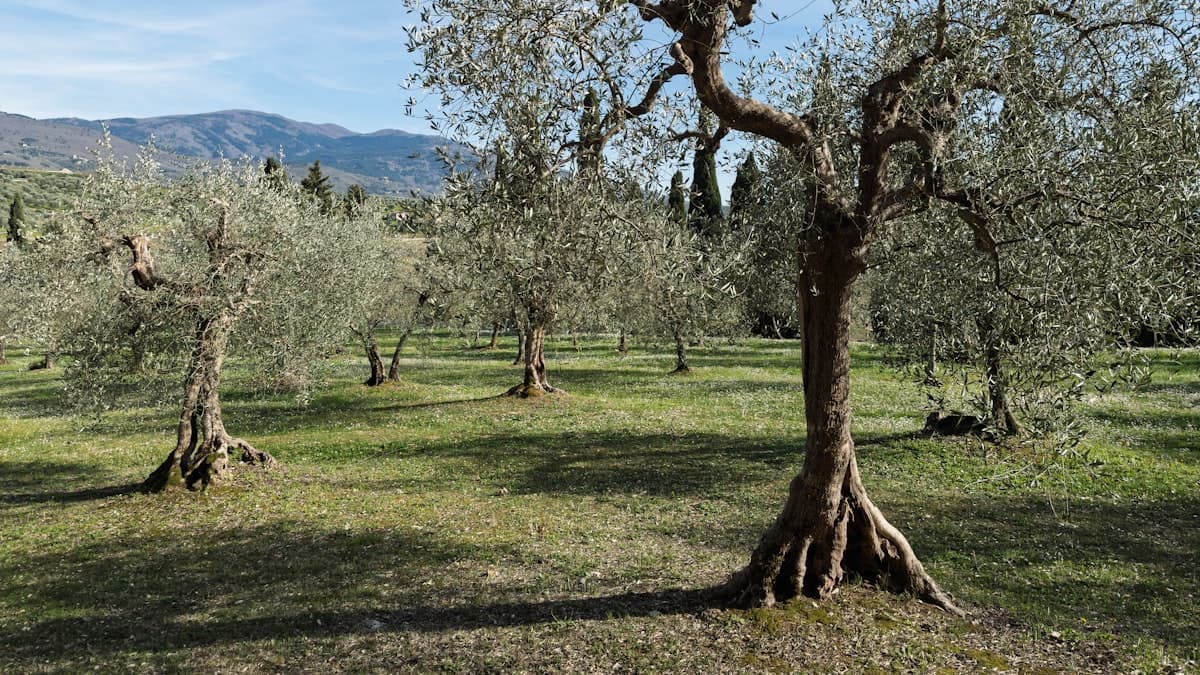EVOO 메달 라벨, 어디까지 믿어도 될까… 세계 3대 어워드의 평가 방식