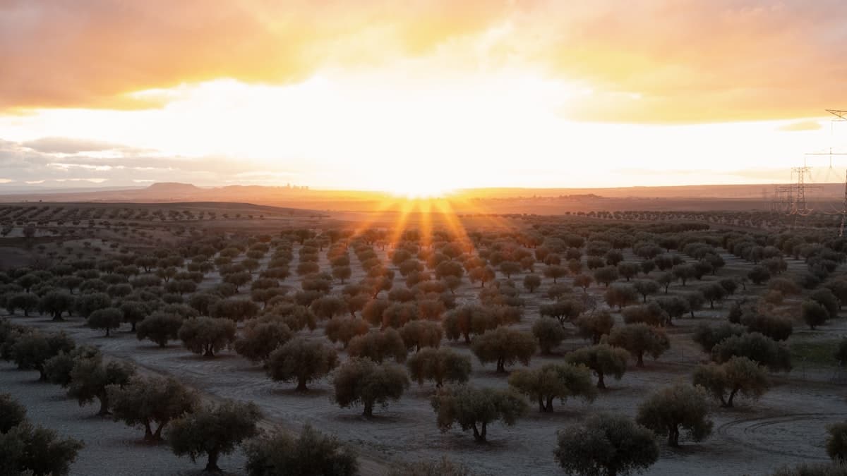올리브오일과 수면: 식이지방이 수면 패턴에 미치는 영향