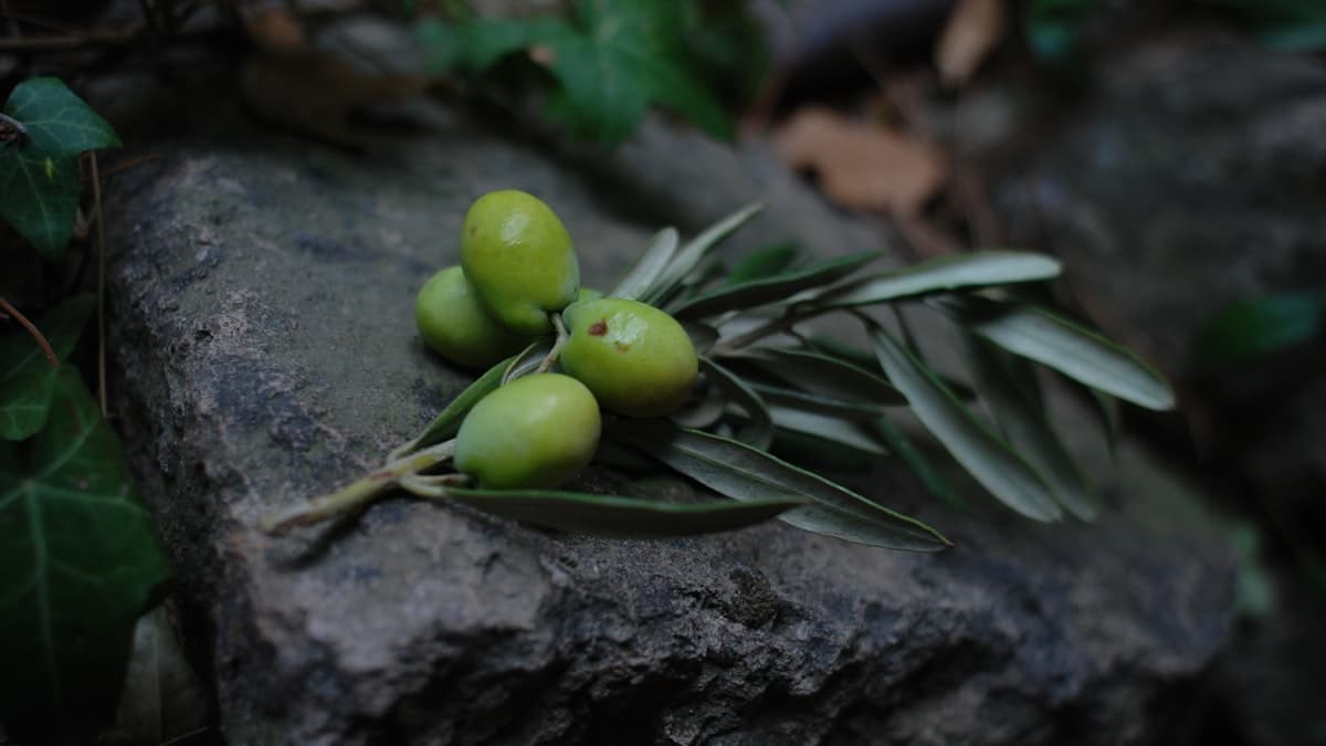 EVOO 의 폴리페놀과 항산화, 올레오칸탈의 이야기
