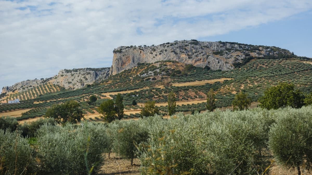 단일 농장 EVOO 의 세계 표준 — 해외 사례로 본 투명성 경쟁