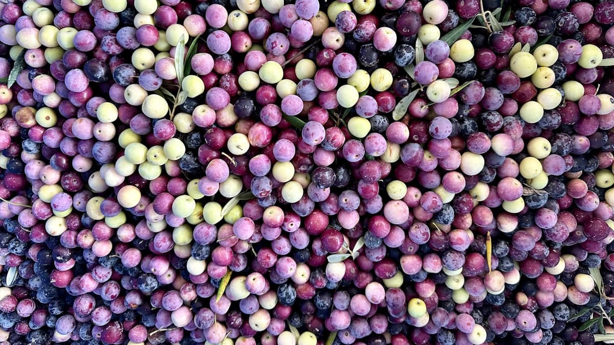 스페인·이탈리아·그리스 EVOO, 세 산지의 풍미가 어떻게 다른가