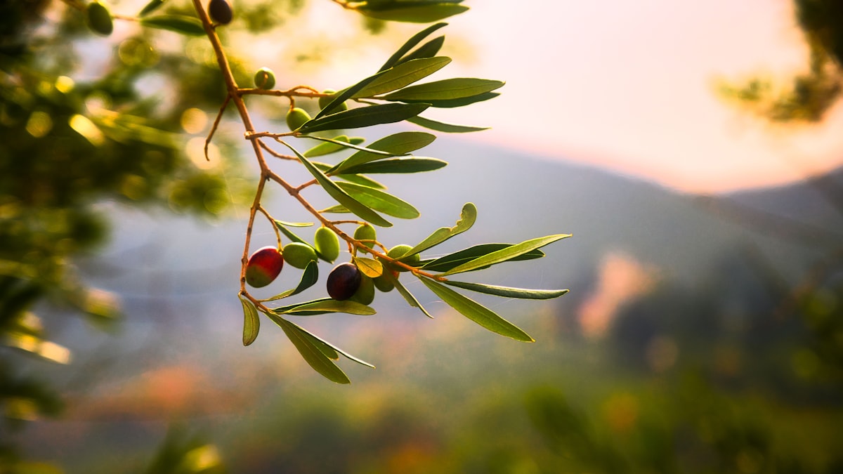 올리브오일 라벨을 손으로 살펴보는 장면