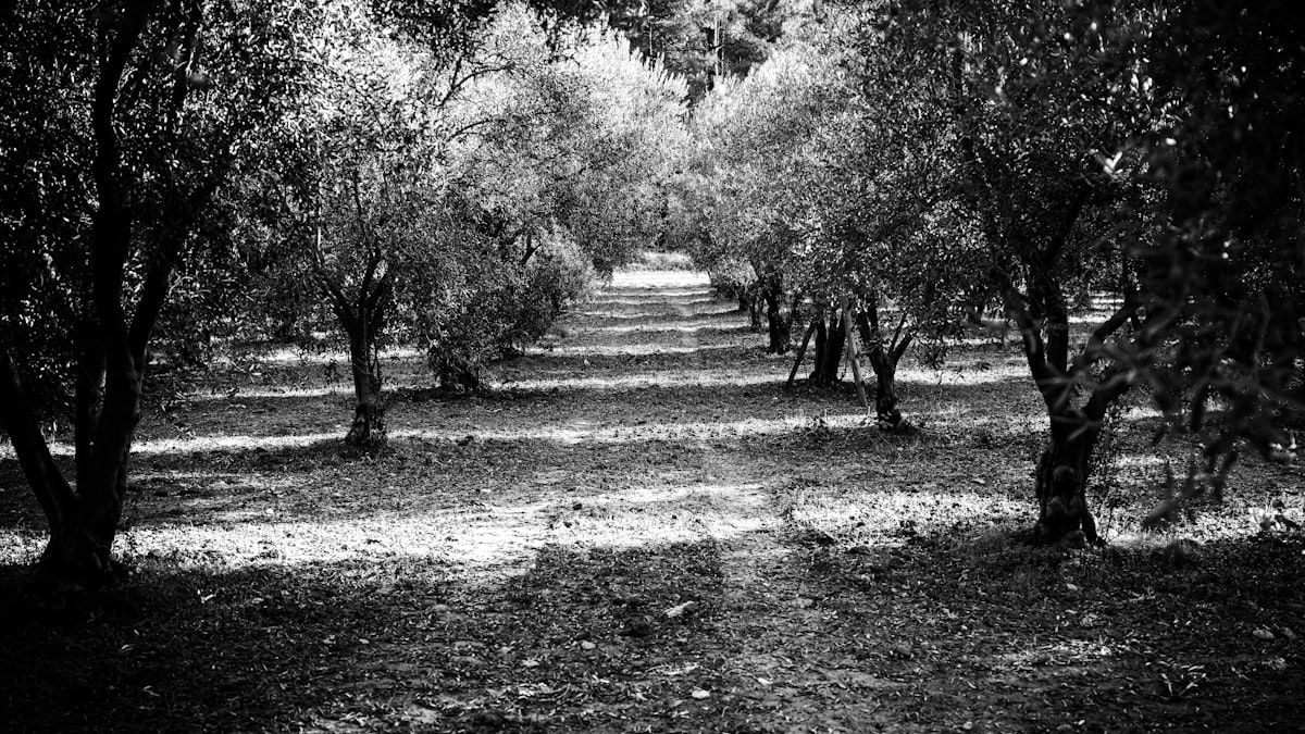 Early-harvest olives on the tree, still green and unripe