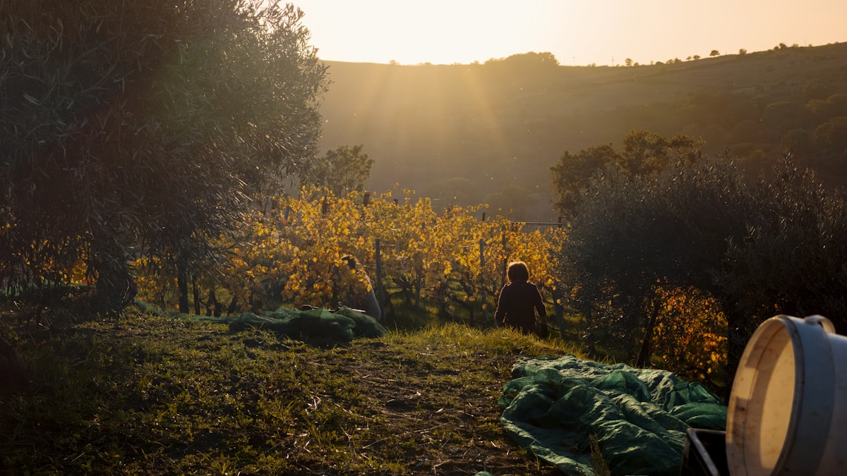 Hand-picking harvest under way at an olive farm in Andalusia, Spain