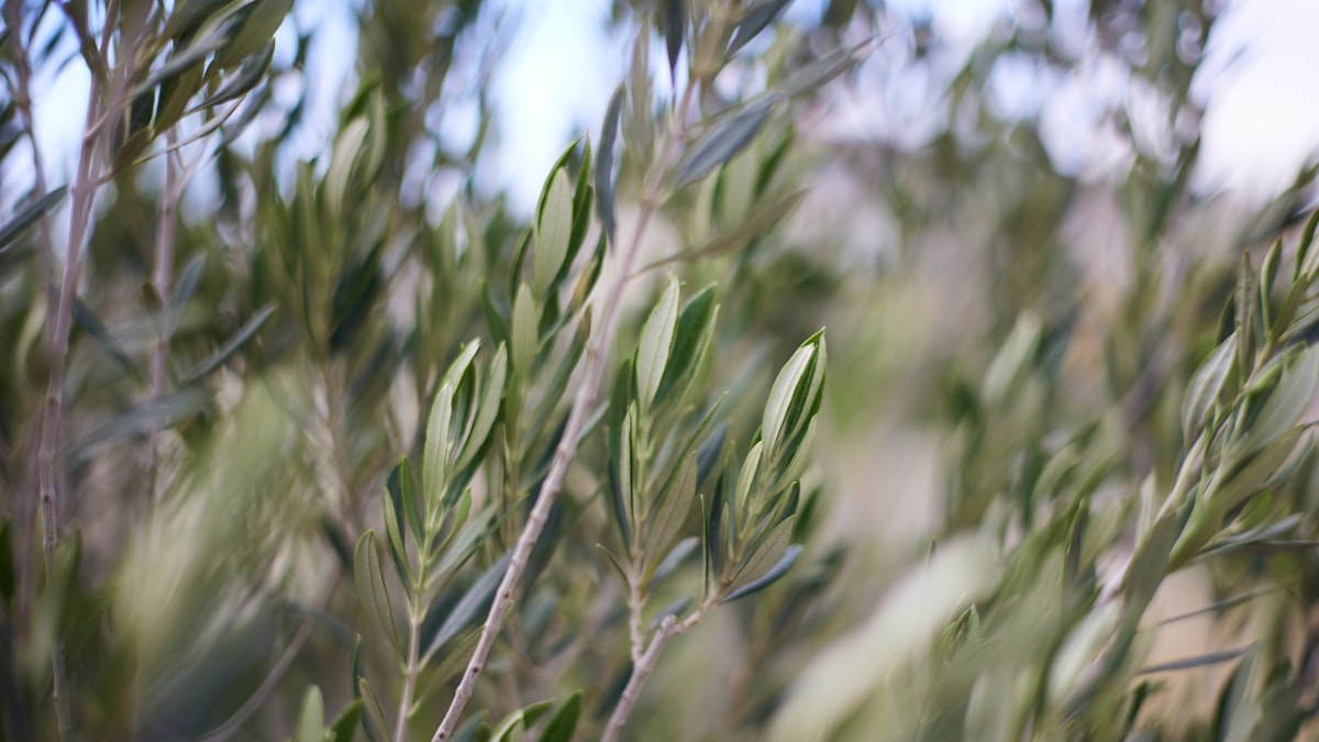 Olive oil being heated in a pan