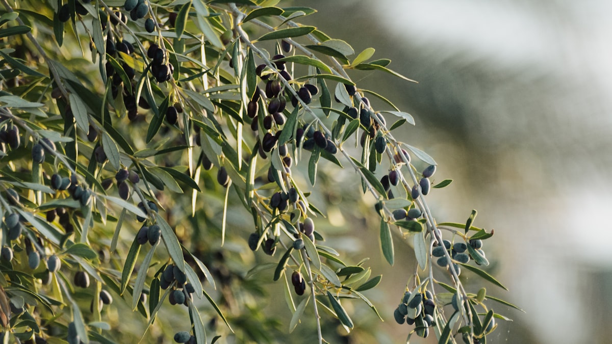 Olive groves in Andalusia, Spain