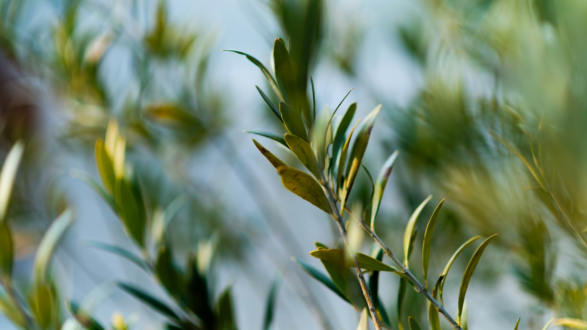 Picual olive harvest at a farm in Jaén, Spain
