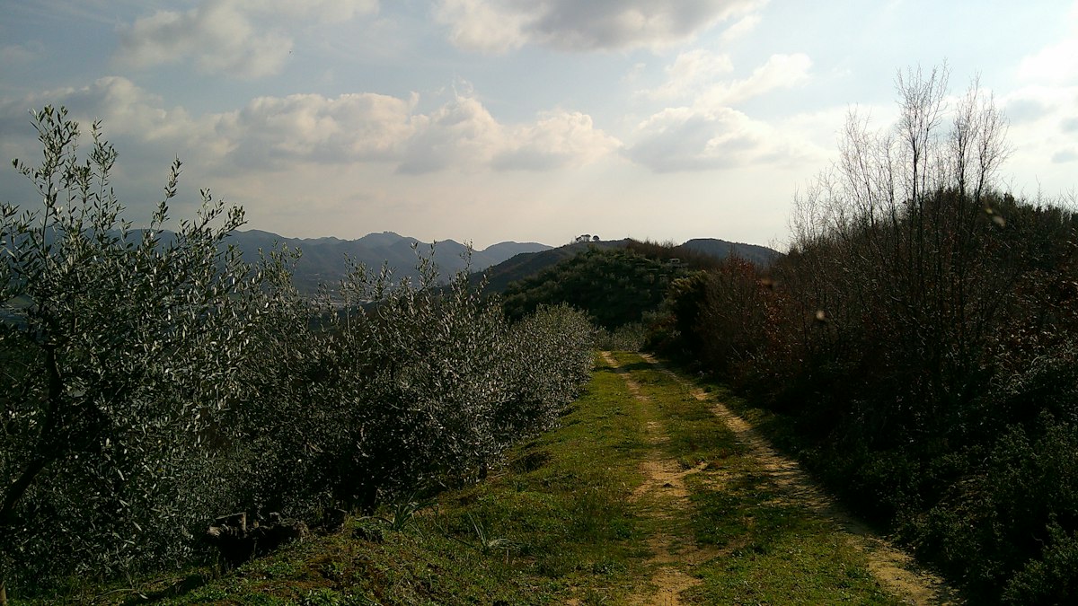 Coratina olive harvest in the Puglia countryside, southern Italy