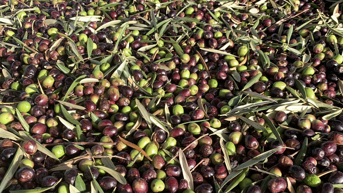 Milling session with Spanish olive cultivars