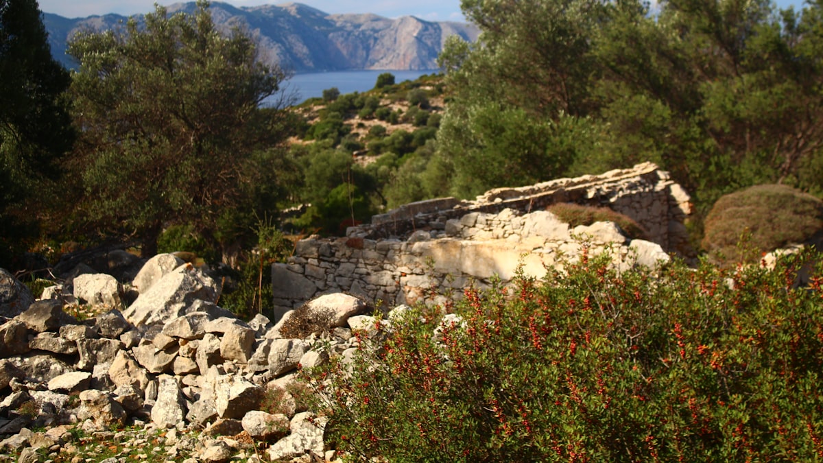 올리브유 압착 풍경
